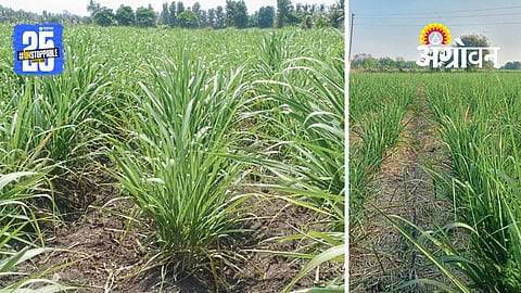 Sugarcane Management