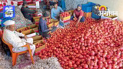 Pomegranate Prices