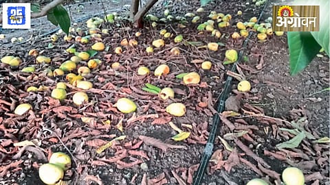 Guava Fruits Damage