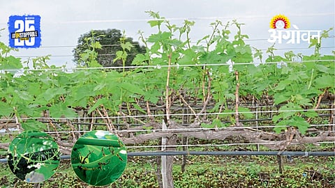 Grape Farming