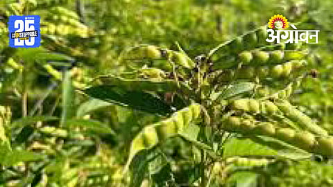 Pigeon Pea