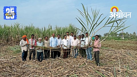 Sugarcane Farming