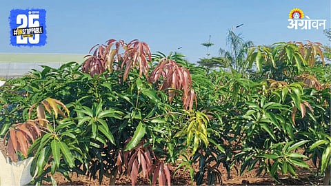 Kesar Mango Orchard