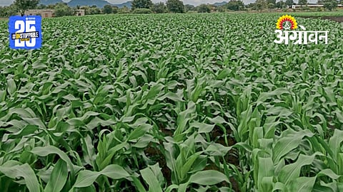 maize sowing 