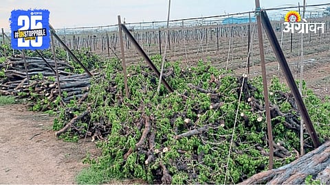 Grape Farming Loss