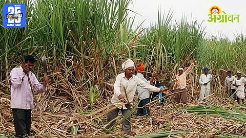 Sugarcane Workers