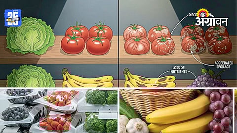 Fruit Vegetable Storage