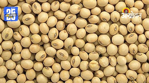 Soybean MSP