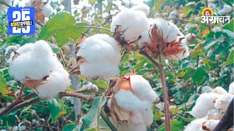 Cotton Procurement