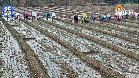Onion Planting