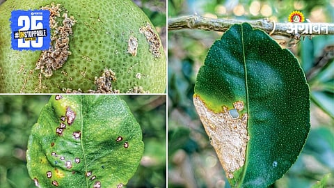 Citrus Crop Disease