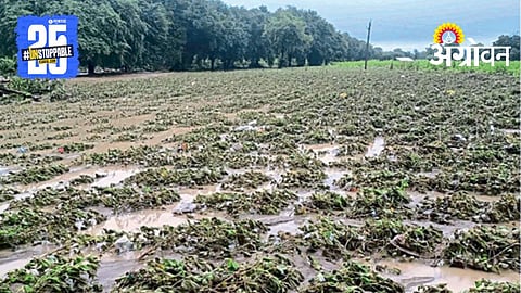 Crop Damage Compensation 