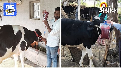 Blood Transfusion in livestock