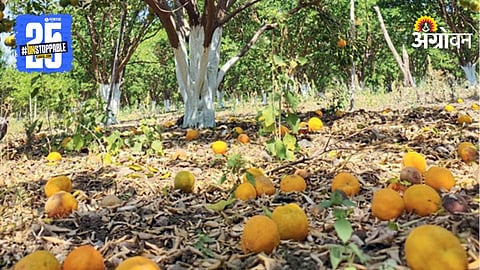 Orange Orchard