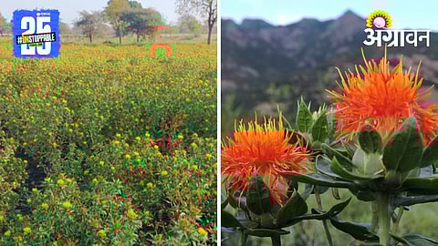 Safflower Management