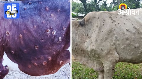 Lumpy Animal Disease