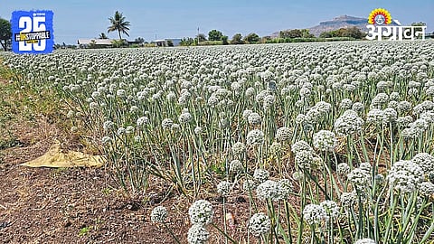 Onion Seed Production