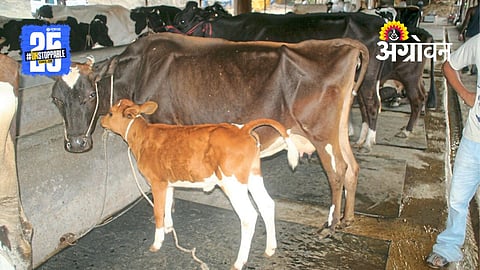 Calf Care Management