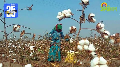 Cotton Production Loss