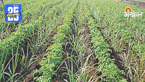 Sugarcane Intercropping Method