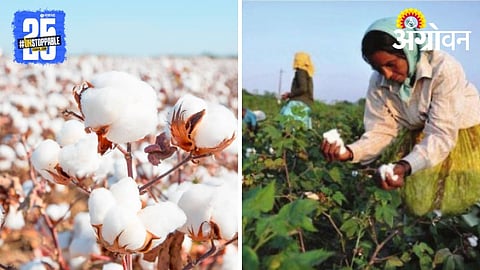 cotton labor