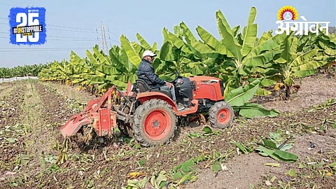 Banana Crop dumped