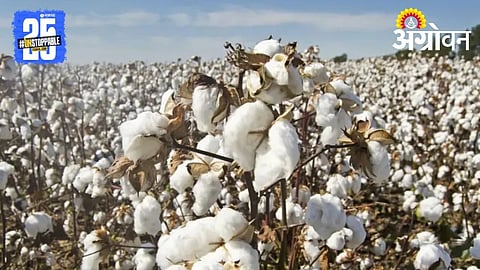 cotton procurement