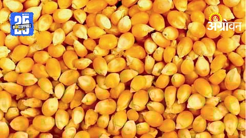 Maize Procurement