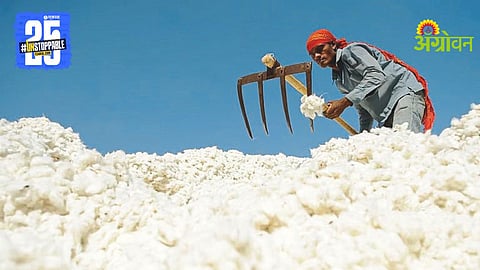 Cotton Market