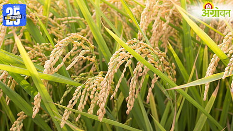 Foodgrain Production