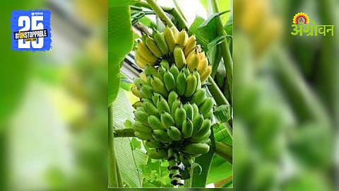 Banana Plantation