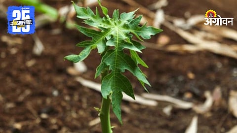 Papaya Seedling