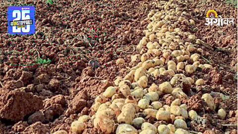 Potato Farming
