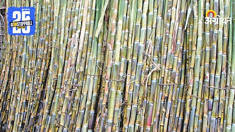 Sangli Cane Crushing