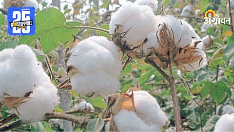 Cotton Harvest