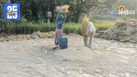Paddy Yield
