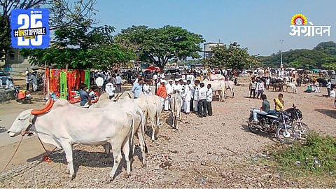 Livestock Market