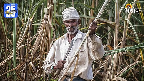 Sugarcane Price
