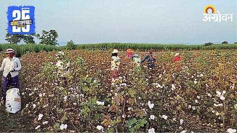 Cotton Farming