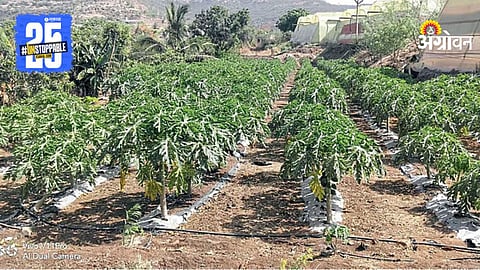 Papaya Farmers