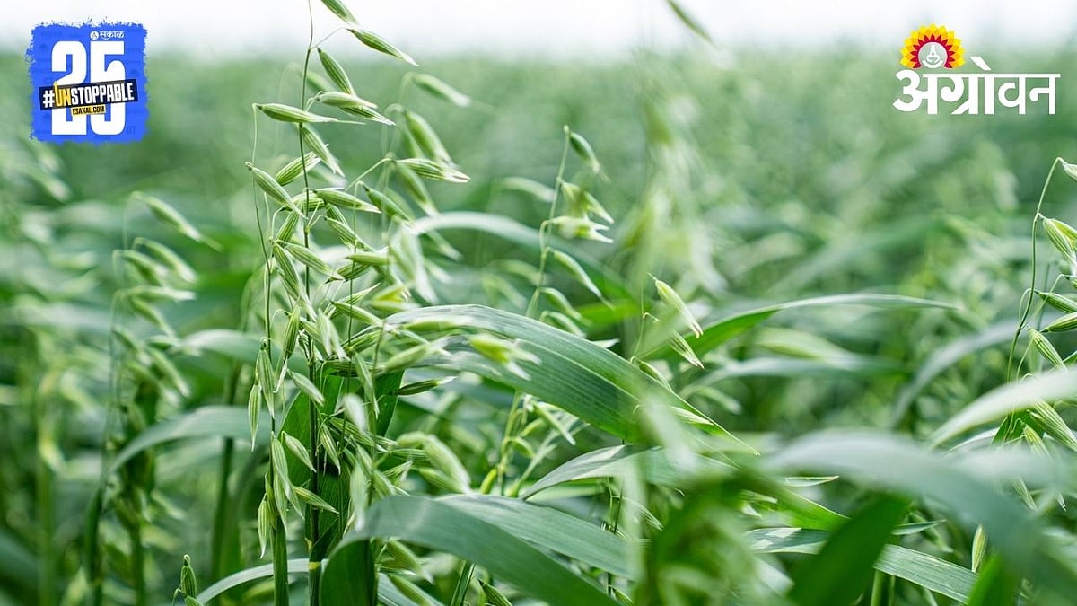 Oat Fodder | ओट चारा; जनावरांसाठी सर्वोत्तम, पौष्टिक आणि फायदेशीर ...