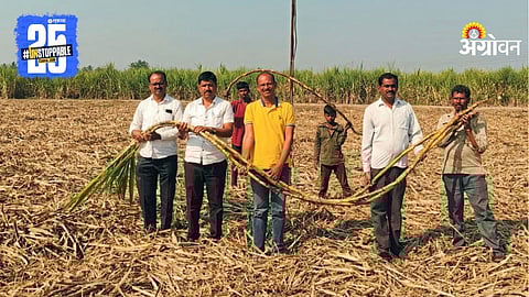 Sugarcane Farming