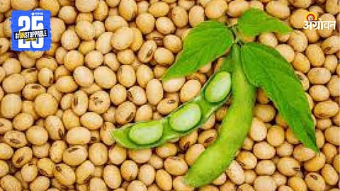 Soybean MSP