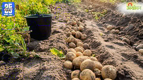 Potato Cultivation.