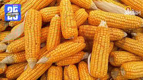 Maize