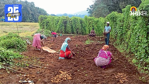 Kangar Farming