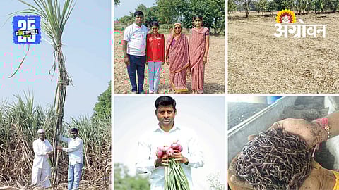 Organic Sugarcane Farming