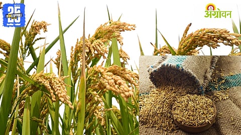 Kharif Season Rice Production