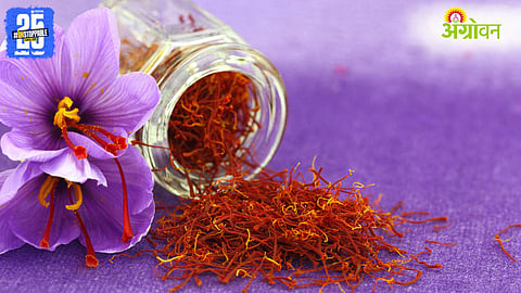 Indoor Saffron Farming