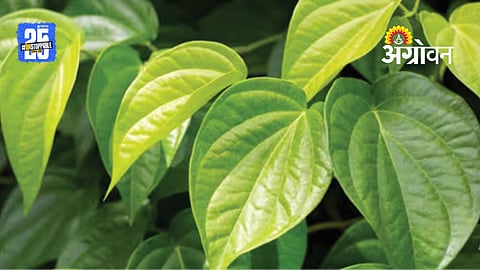 Betel Leaves